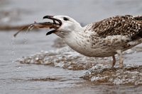 306 - GULL AND FISH - MIKSIK IVAN - czech republic <div